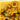 Close-up of lit LEGO sunflowers with yellow petals, green leaves, and brown centers on a yellow LEGO background