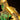 Close-up of a yellow and tan LEGO dinosaur skeleton model with glowing yellow LED lights