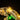 Illuminated LEGO dinosaur skull model with glowing yellow eyes and mechanical details