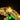 Illuminated LEGO dinosaur skull model with glowing yellow eyes and mechanical details
